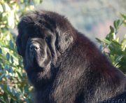 Превью фото № 135362