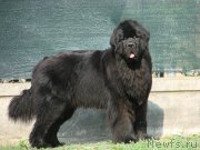 Превью фото № 135374