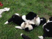 Превью фото № 135380