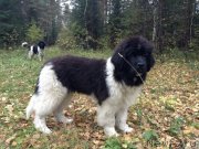 Превью фото № 135420