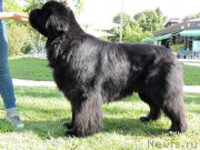 Превью фото № 135436