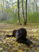 Превью фото № 135458