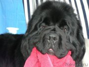 Превью фото № 135463