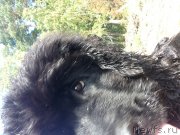 Превью фото № 135493