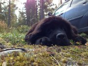 Превью фото № 135494