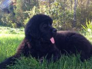 Превью фото № 135502