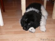 Превью фото № 135505