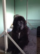 Превью фото № 135551