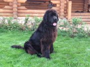 Превью фото № 135577