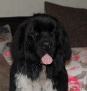 Превью фото № 135589