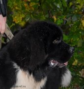 Превью фото № 135591