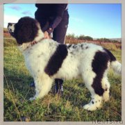 Превью фото № 135596