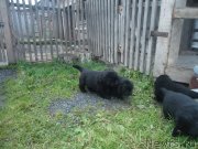 Превью фото № 135605