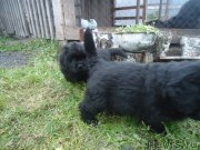 Превью фото № 135606