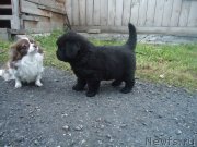 Превью фото № 135607