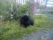 Превью фото № 135612