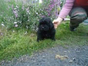 Превью фото № 135613