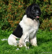 Превью фото № 135629