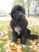 Превью фото № 135677