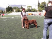 Превью фото № 135678