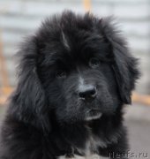 Превью фото № 135717