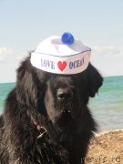 Превью фото № 135721