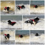 Превью фото № 135738