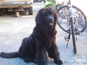 Превью фото № 135744