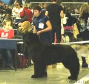 Превью фото № 135755