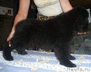 Превью фото № 135779