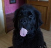 Превью фото № 135864