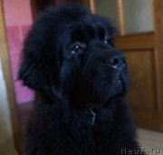 Превью фото № 135865