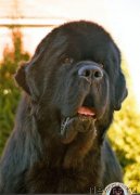 Превью фото № 135878