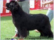 Превью фото № 135880