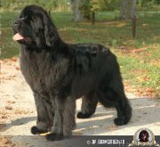 Превью фото № 135888