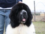 Превью фото № 135899