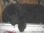 Превью фото № 135918