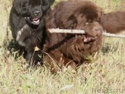 Превью фото № 135926