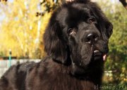 Превью фото № 135970