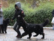 Превью фото № 136019