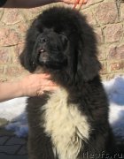 Превью фото № 136022