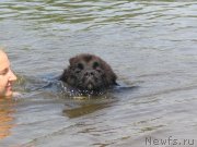 Превью фото № 136026