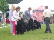 Превью фото № 136036