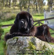 Превью фото № 136065