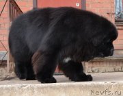 Превью фото № 136102