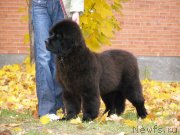 Превью фото № 136161