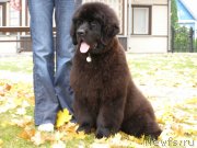 Превью фото № 136162