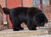 Превью фото № 136175