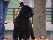 Превью фото № 136268