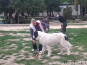 Превью фото № 136292